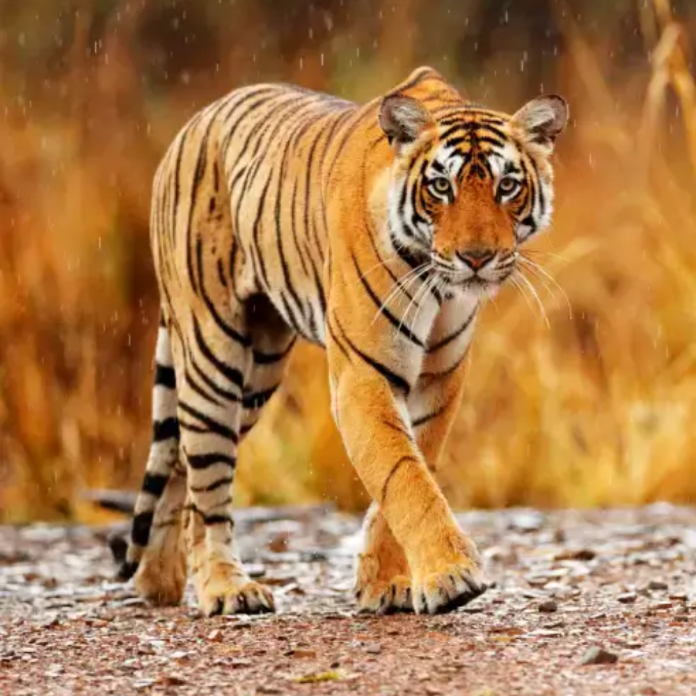 Wildlife Tour of South India
